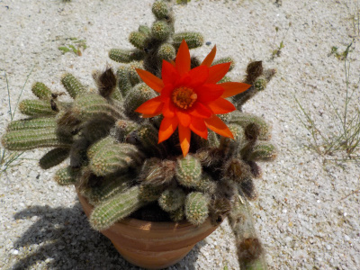 ビャクダンが一つ咲きました。