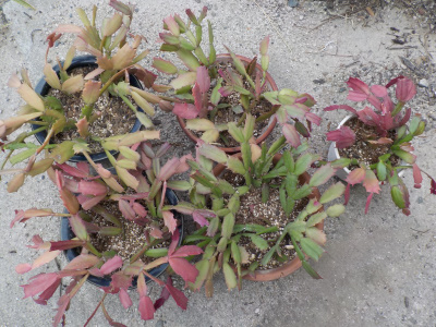 ジャコバサボテンの土の入れ替えと剪定をしました。