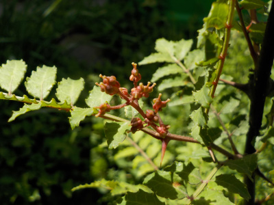 挿し木の山椒に花