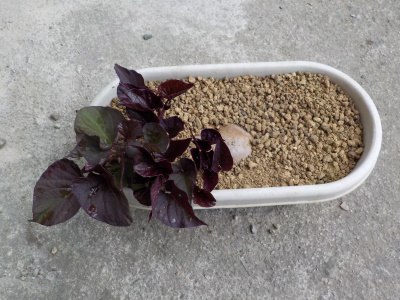 サツマイモからサツマイモの芽が出ていました。