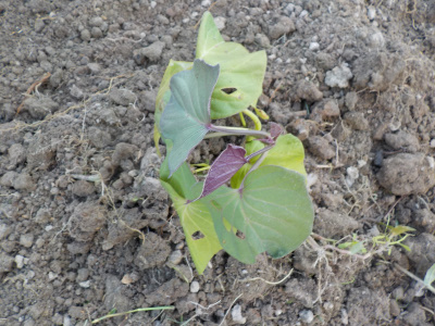 8月にサツマイモの苗を植えました。