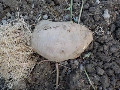 8月にサツマイモの苗を植えました。