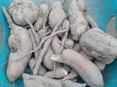 去年掘ったサツマイモからサツマイモが収穫出来ました。