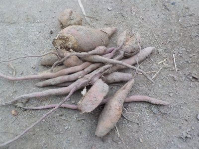 去年掘ったサツマイモからサツマイモが収穫出来ました。