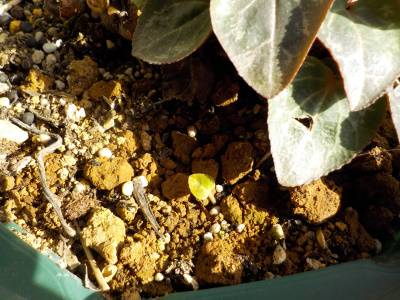 ガーデンシクラメンの子供かも？