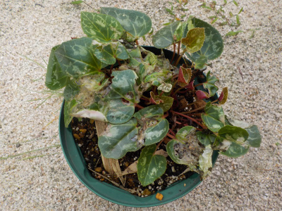 大雨に当たって、シクラメンの葉っぱがボロボロです。