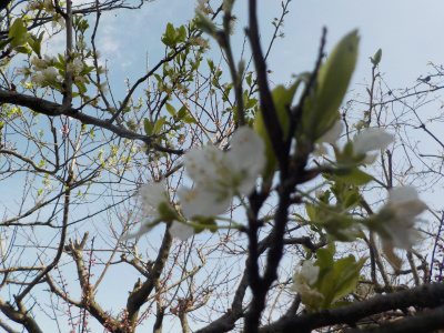 スモモが開花中です。