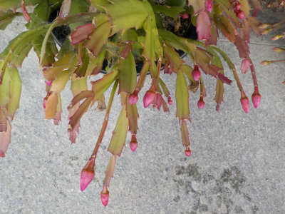 ジャコバサボテンを屋内に入れました。