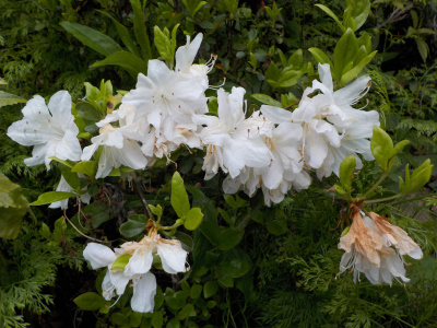 白いツツジが茶色っぽくなりました。