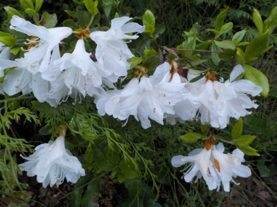 ひょろひょろのツツジを挿し木しようか考え中。