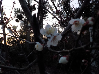 夜になってから梅が咲いていることに気がつきました。I noticed at night that the plums were blooming