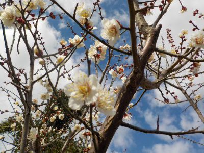 天気が良かったので梅の花の写真を撮りました。Taking pictures of plums is fun