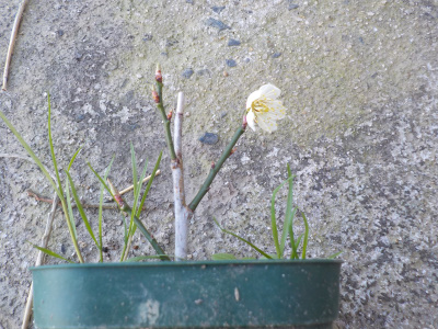 挿し木の梅は少し遅れて花が咲きました。