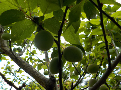 梅の実が多く出来ています。