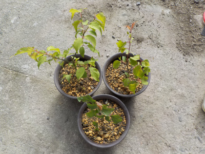 梅の木の鉢をサイズアップしました。