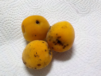 落ちてた梅を拾って帰りました。