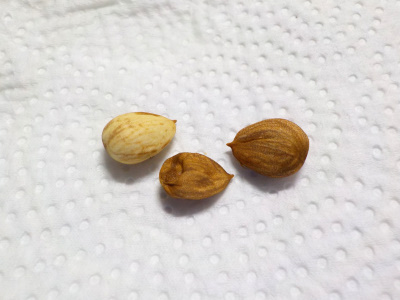 落ちてた梅を拾って帰りました。