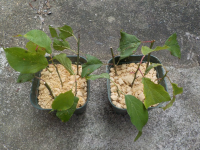 梅の挿し木をまたしました。