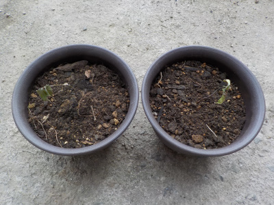 奥出雲からヤマボウシの木を持って帰りました。