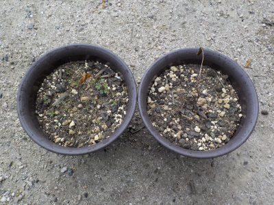 ヤマボウシは枯れました。