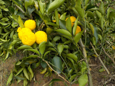 japan 柚子を収獲しながら剪定しました。 1月