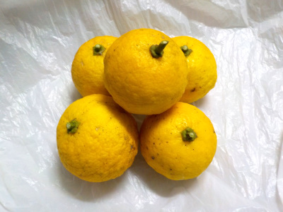 japan 去年の柚子がまだ残っていますが、柚子を少し収獲しました。 12月