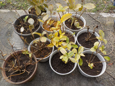 鉢植えアジサイの植替えをしました。