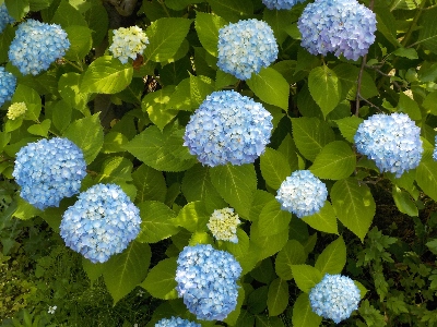 japan 青いアジサイと赤いアジサイ。 ６月