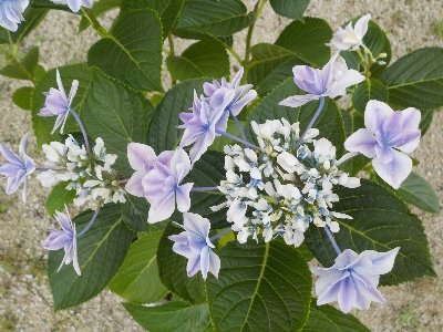 japan 銀河がキレイな色になりました。 7月