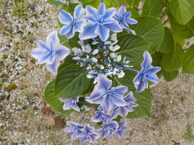 japan 銀河がキレイな色になりました。 7月