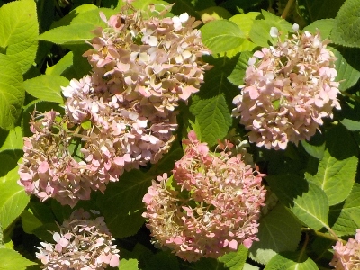 japan 銀紫陽花の花が焼けてカッコいいです。 7月