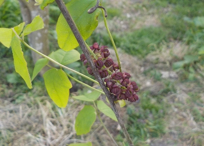 japan アケビの花って小さいですね。 4月