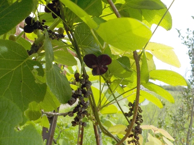 japan アケビの雌花と雄花の区別がつくようになりました。 4月