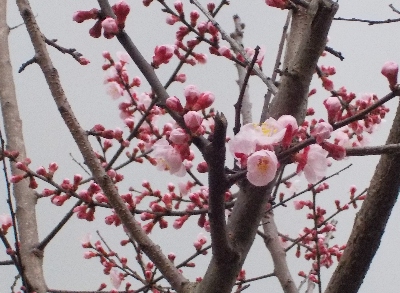 japan アンズがちょっと咲きました。 3月