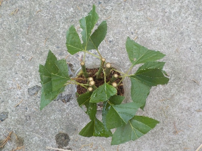 japan アンズの挿し木をペットボトルでしました。 6月