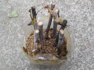 japan アンズの挿し木は今回も全滅です。 10月