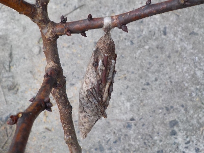 japan アンズの木に大きなミノムシがしました。 12月