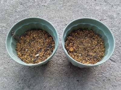 japan 去年余ったバジルのタネをまきました。 5月