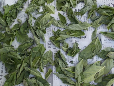 japan セミドライバジルを作って冷凍することにしました。 9月