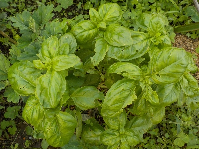 japan 今年はバジルの花があまり咲いていません。 11月