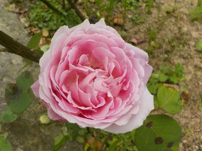 japan バラの季節になりました。 5月