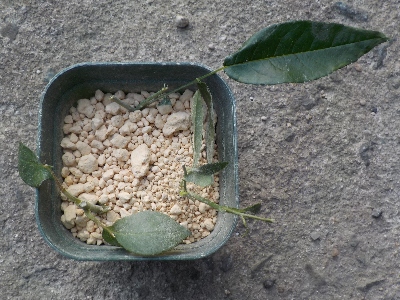 japan バラの挿し木。 5月