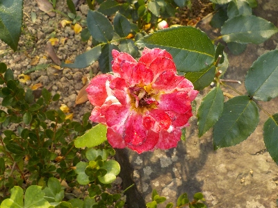 japan バラを剪定した枝で挿し木をしました。 6月