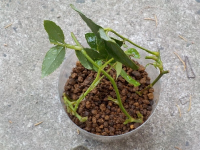 japan バラを選定した枝で挿し木をしました。 6月