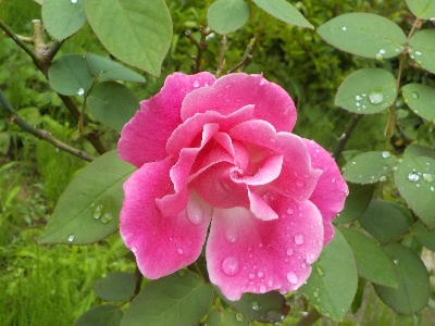 japan バラは花弁が少ない方が好きです。 6月