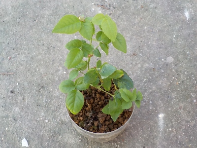 japan バラの挿し木を追加しました。 8月