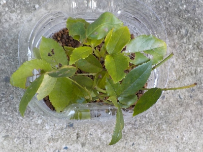 japan バラの挿し木を追加しました。 8月