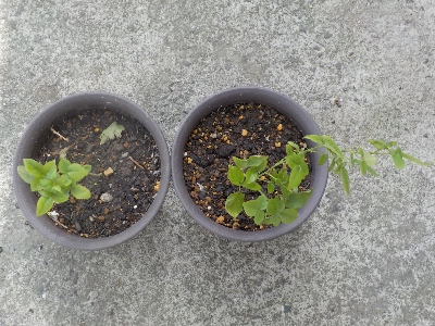 japan 6月に挿し木したバラを鉢上げしました。 10月