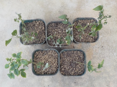 japan ペットボトルのバラが窮屈そうだったので鉢上げしました。 12月