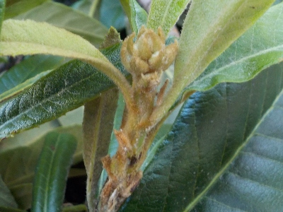 japan ビワの枝を沢山剪定しました。 10月